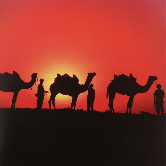 Carte postale Mick Roessler Camels at Sunset